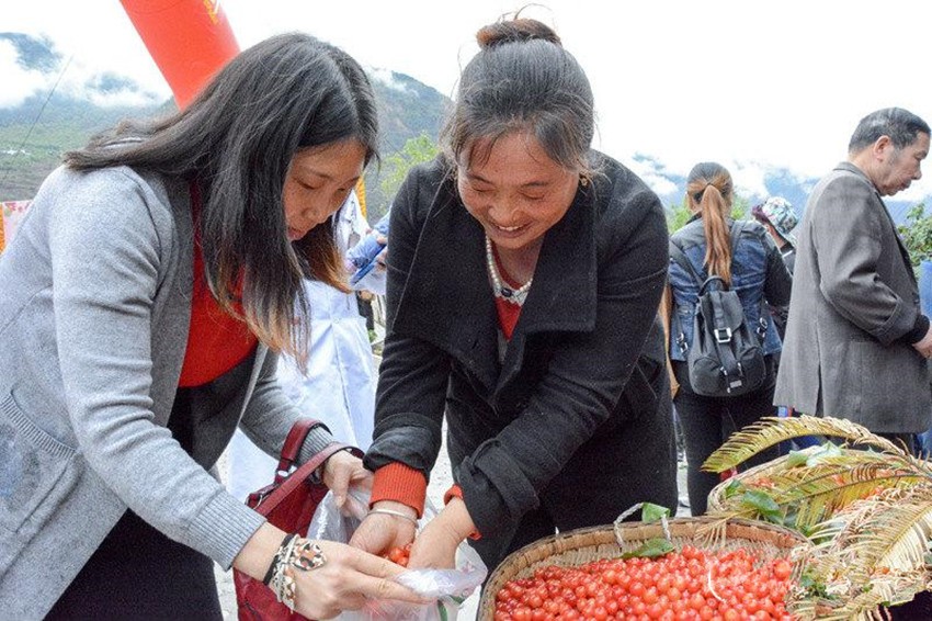 櫻桃紅了，老百姓笑了