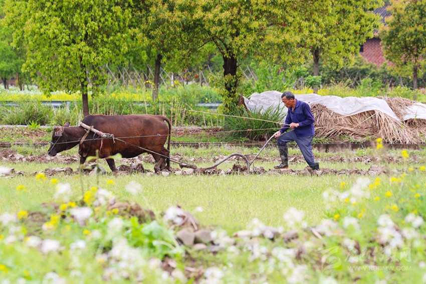清明將至，各地農(nóng)事忙