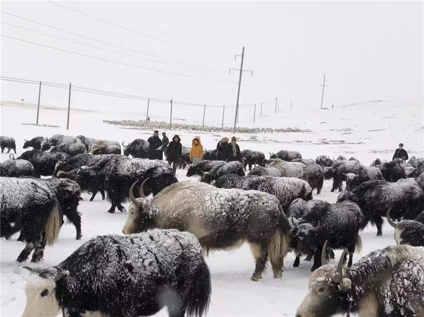 地處“云端之上”生命禁區(qū)“的農(nóng)行石渠支行80后青年益西多吉說(shuō)”今年疫情流行，大伙冒雪下鄉(xiāng)送金融服務(wù)，新年首日就為農(nóng)戶發(fā)放了3000多萬(wàn)元，點(diǎn)亮百姓牦牛致富夢(mèng)，疫情終將過(guò)去，筑夢(mèng)春天，我們協(xié)力點(diǎn)燃牧民發(fā)展信心“.jpg